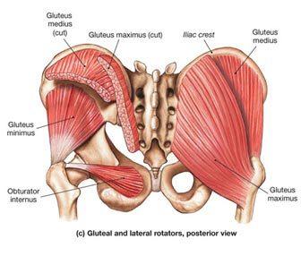 The Glutes - a pain in the bum!